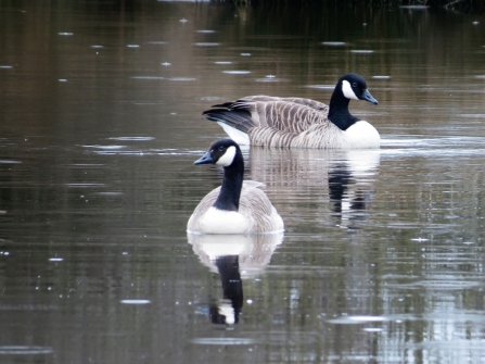 Canada geese c. Steve Holmes