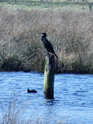 Cormorant and little grebe c. Steve Holmes