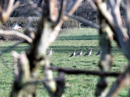 Curlews through hedge c. Steve Holmes
