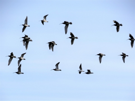 Curlew c. Steve Holmes