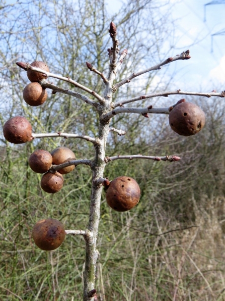 Oak apple galls c. Steve Holmes