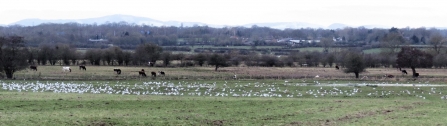 Gowy gull flock c. Steve Holmes
