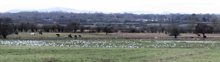 Gowy gull flock c. Steve Holmes