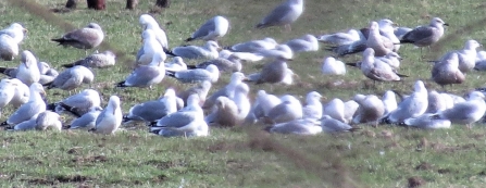 Gulls at Gowy c. Steve Holmes