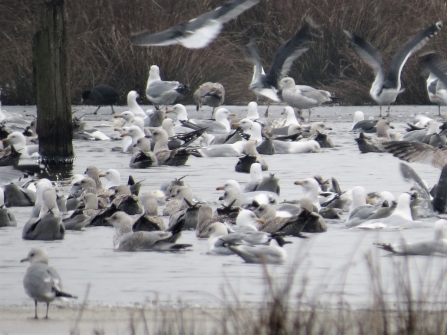 Gulls c. Steve Holmes