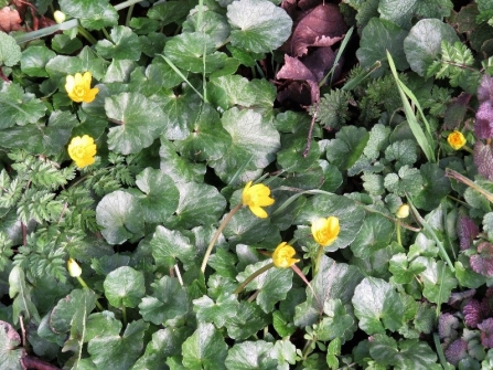 Lesser celandine c. Steve Holmes