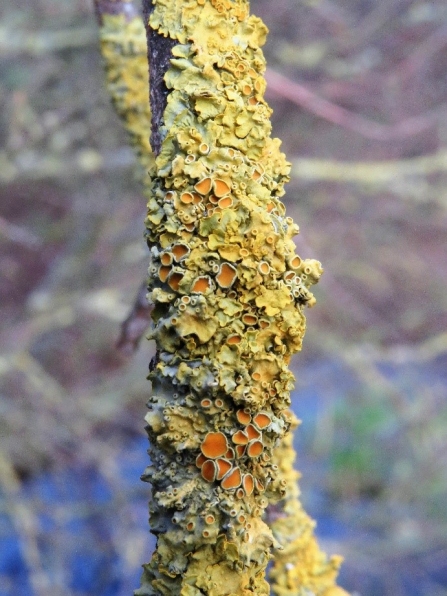 Xanthoria parietina, lichen c. Steve Holmes