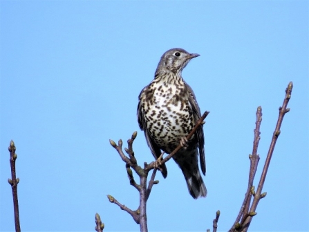 Mistle thrush c. Steve Holmes