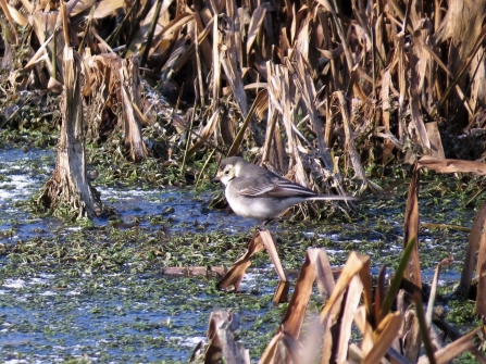 Pied wagtail c. Steve Holmes