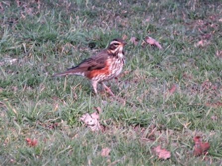 Redwing c. Steve Holmes