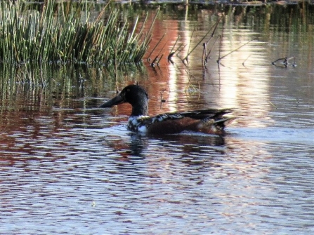 Shoveler at Gowy Meadows c. Steve Holmes