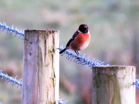 Stonechat c. Steve Holmes