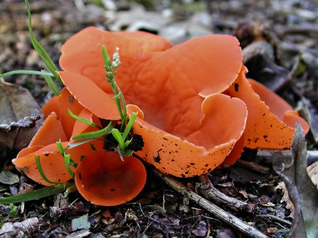 Orange peel fungus c. Les Binns