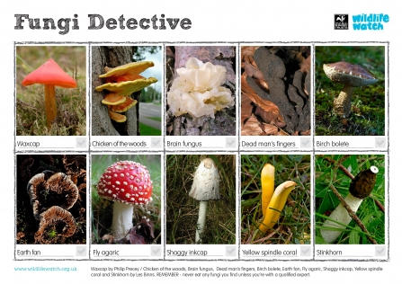 Fungi detective c. Wildlife Watch