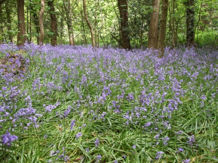 Bluebells in Dibbinsdale SSSI, housing adjacent would threaten them with loss through trampling