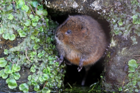 water vole
