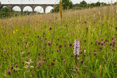A photo of a wild meadow