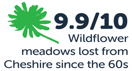 9.9/10 wildflower meadows lost for Cheshire since the 60s