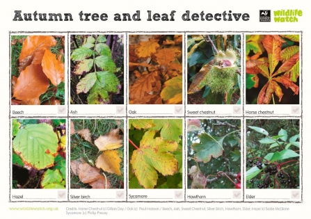 autumn id guide