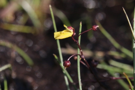 lesser bladderwort