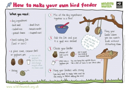 bird feeder guide