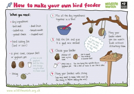 bird feeder guide