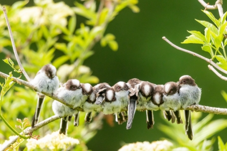 Long-tail tits