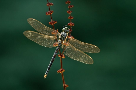 hawker dragonfly