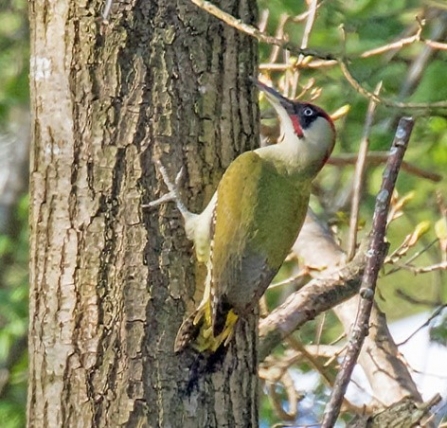 Woodpecker