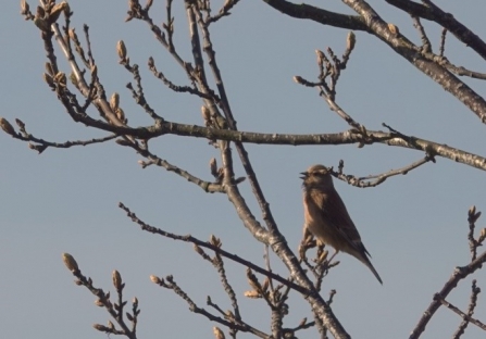 Singing linnet