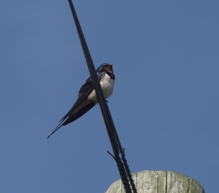 The Oldfield Farm swallows’ 