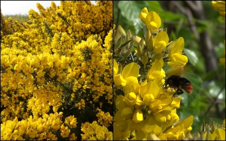 Gorse at cleaver heath