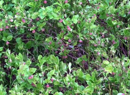 Bilberry