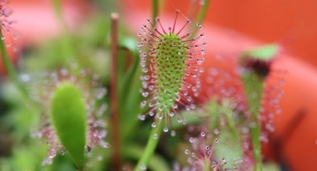 Great sundew