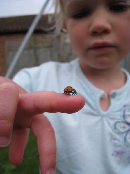 Ladybird on finger