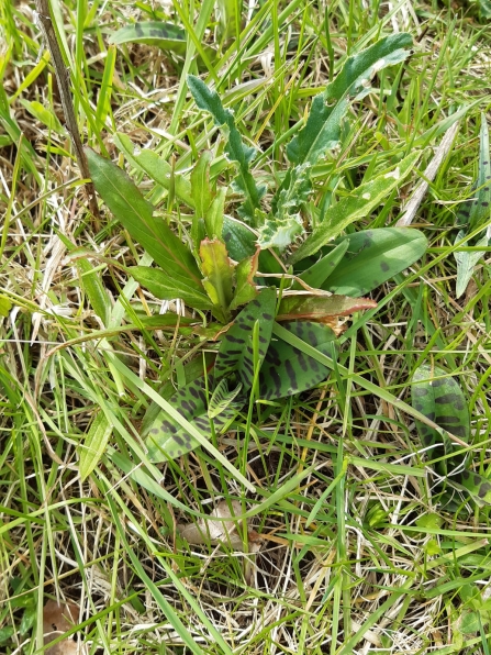 Common spotted-orchid in Swettenham Valley Nature Reserve