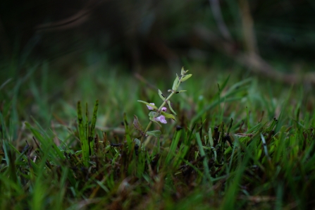 Lesser Skullcap