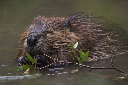 beaver