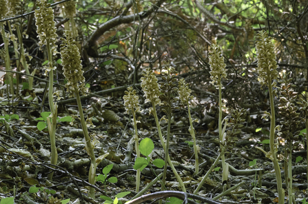 Birds-nest orchid 