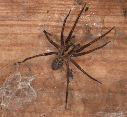 house spider