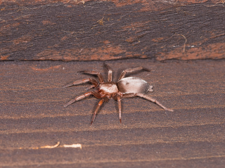 mouse spider