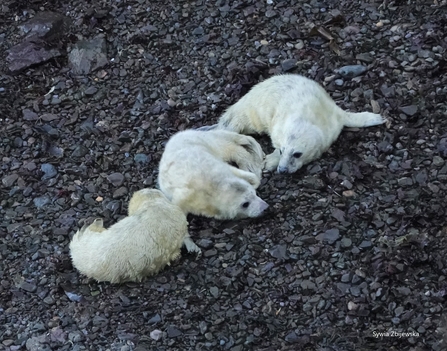 three seal pups