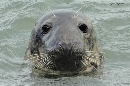 Curious grey seal