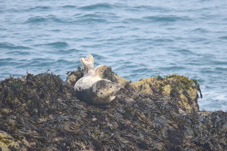 female grey seal