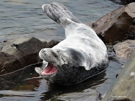 yawning seal pup