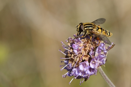 Hoverfly