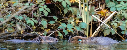 beaver spotlight