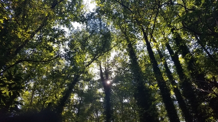 trees