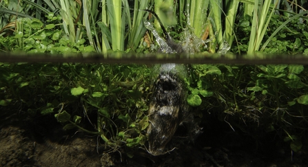 Water vole diving