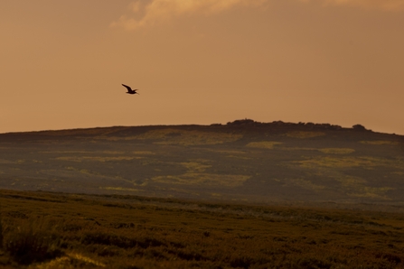 Curlew 2